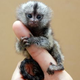Illustration for article titled MARMOSETS! Teeny, too cute to be real are my new squee. Im giving away the cats and getting marmosets! (jk)